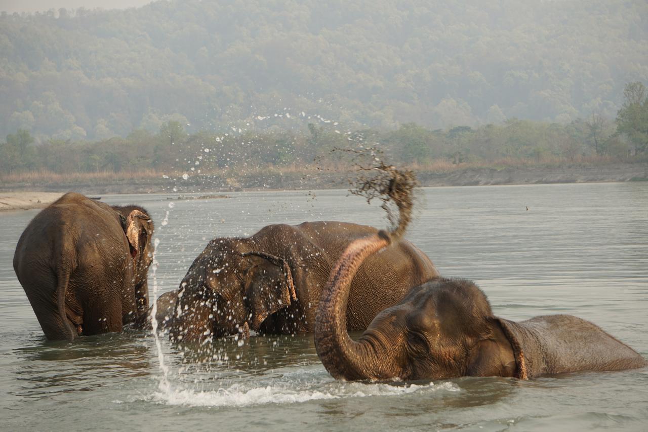 Tiger Tops Tharu Lodge Chitwan Dış mekan fotoğraf