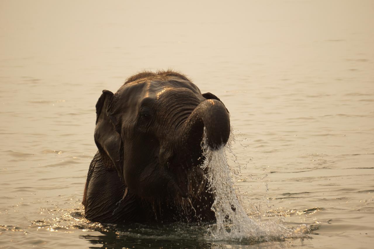 Tiger Tops Tharu Lodge Chitwan Dış mekan fotoğraf