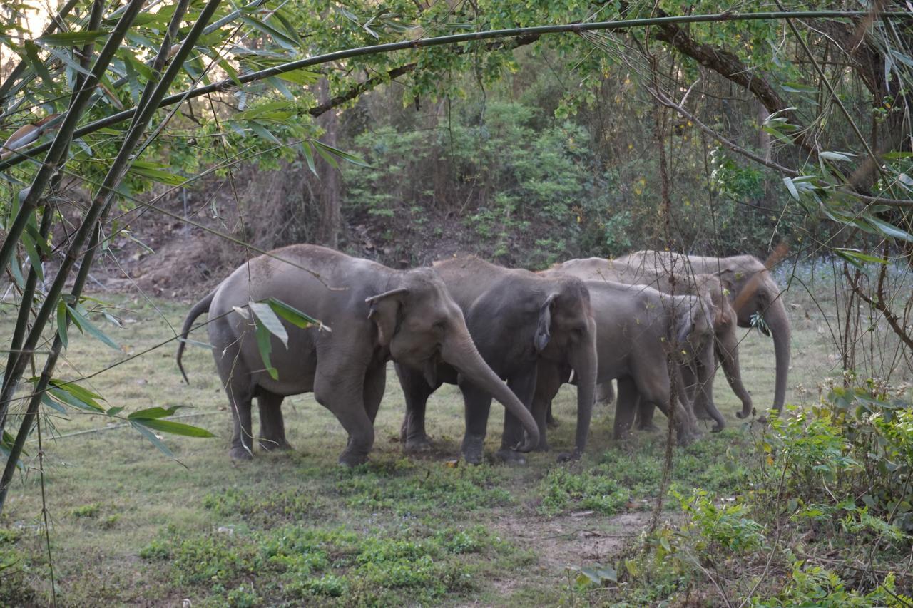 Tiger Tops Tharu Lodge Chitwan Dış mekan fotoğraf