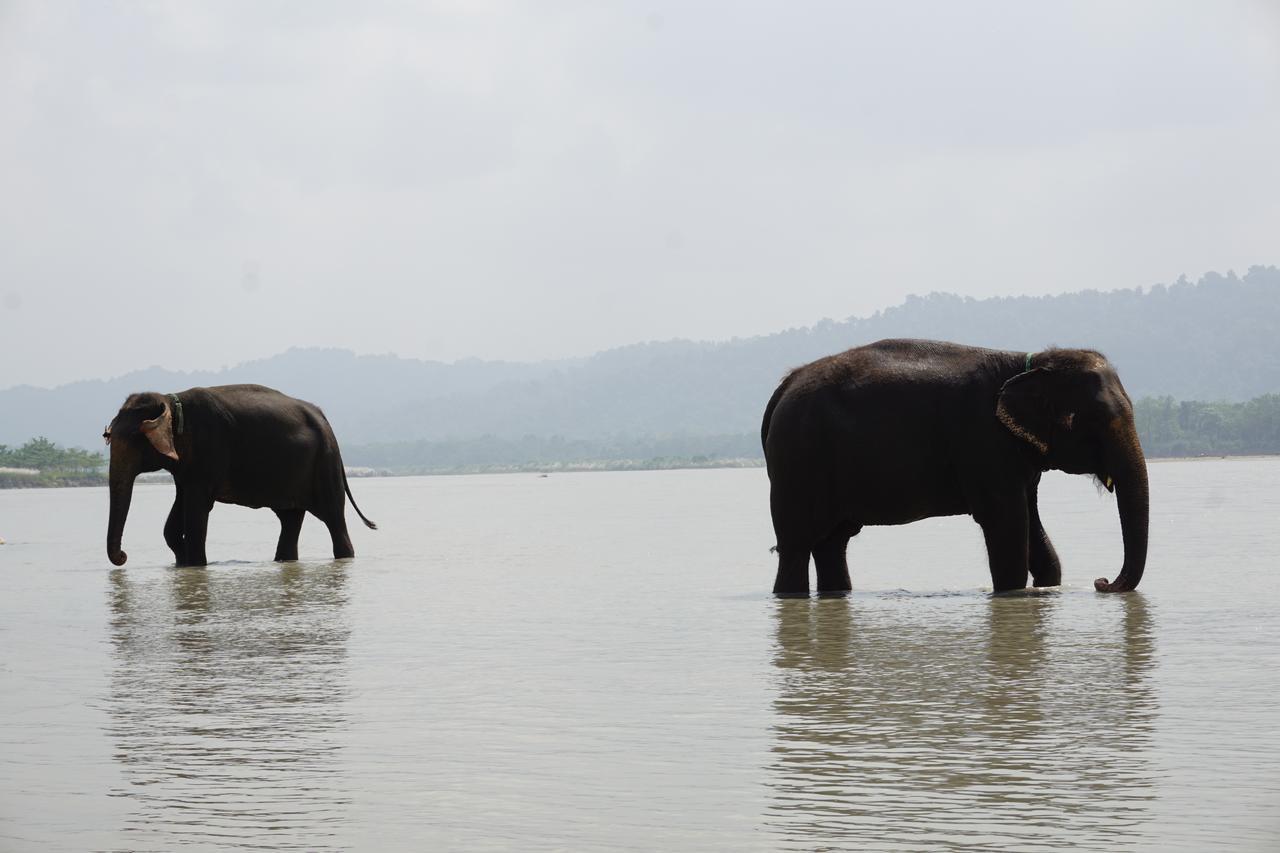 Tiger Tops Tharu Lodge Chitwan Dış mekan fotoğraf