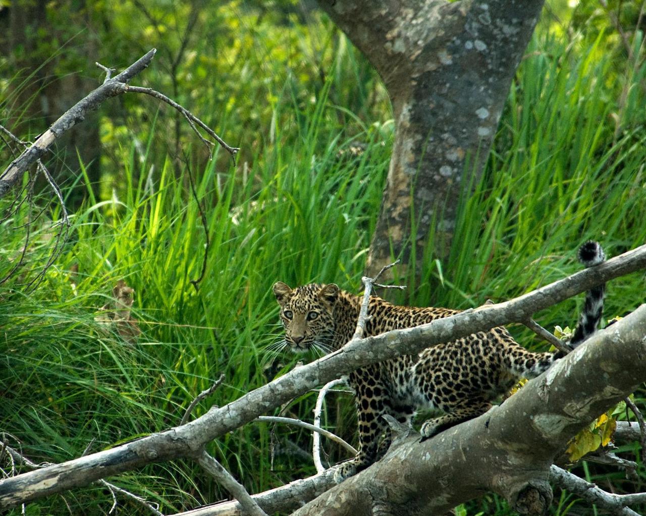 Tiger Tops Tharu Lodge Chitwan Dış mekan fotoğraf